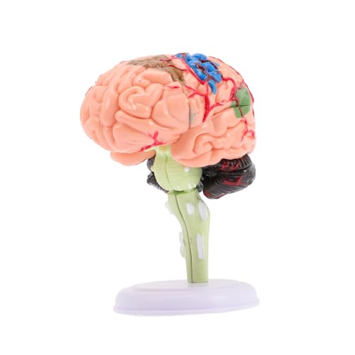 SOPOTUTU Gehirnmodell Anatomiemodell für Lehrzwecke Anatomisches Modell des Menschlichen Gehirns für Lernumgebungen Hochwertiges Didaktisches Werkzeug SOPOTUTU Gehirnmodell Anatomiemodell für Lehrzwecke Anatomisches Modell des Menschlichen Gehirns für Lernumgebungen Hochwertiges Didaktisches Werkzeug von SOPOTUTU