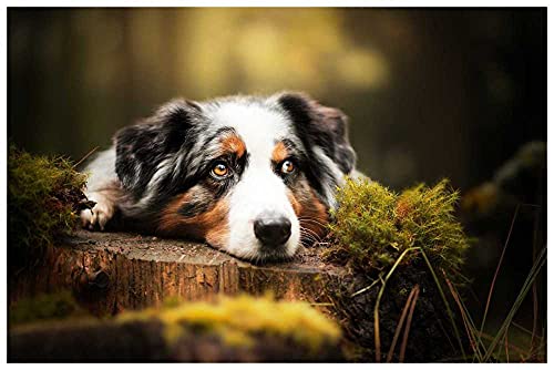 1000 Teile Puzzle Für Erwachsene Und Kinder,Holzpuzzle,Impossible Puzzle - Australian Shepherd Liegt Auf Baumstumpf von SPLMho