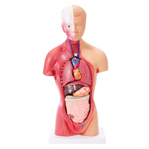 Anatomie-Pädagogisches Modell des menschlichen Torsos, mit abnehmbaren Komponenten für tiefes Studium der Körpersysteme (28 cm =) von SPORTARC