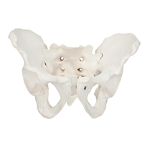 STOBOK 1Stk weibliches Beckenmodell Beckenstrukturmodell Schaufensterpuppe menschliche anatomie für kinder Beckenmodell für Arzt Mann Wirbelsäulenmodell Beckenmodell trainieren PVC Weiß von STOBOK