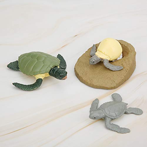 SUNGOOYUE Schildkröten Wachstumszyklus Modell Simulation Tier Statue Spielzeug für Miniatur Früherziehung von SUNGOOYUE
