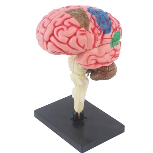 SUQ Wissenschaft Kann Menschliches Körpermodell für Kinder, menschliches Gehirn Anatomie Modell, Abnehmbares Menschliches Körper Wissenschaft Kit für Kinder Jungen Mädchen Alter 6+, Gehirn SUQ Wissenschaft Kann Menschliches Körpermodell für Kinder, menschliches Gehirn Anatomie Modell, Abnehmbares Menschliches Körper Wissenschaft Kit für Kinder Jungen Mädchen Alter 6+, Gehirn von SUQ