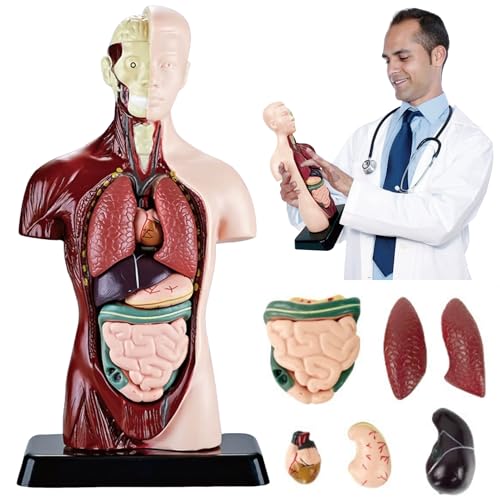 SUQ Wissenschaft kann menschliches Körpermodell für Kinder, menschliches Torso Anatomie Modell, abnehmbares menschliches Körper Wissenschaft Kit für Kinder Jungen Mädchen Alter 6+, Körperhälfte SUQ Wissenschaft kann menschliches Körpermodell für Kinder, menschliches Torso Anatomie Modell, abnehmbares menschliches Körper Wissenschaft Kit für Kinder Jungen Mädchen Alter 6+, Körperhälfte von SUQ