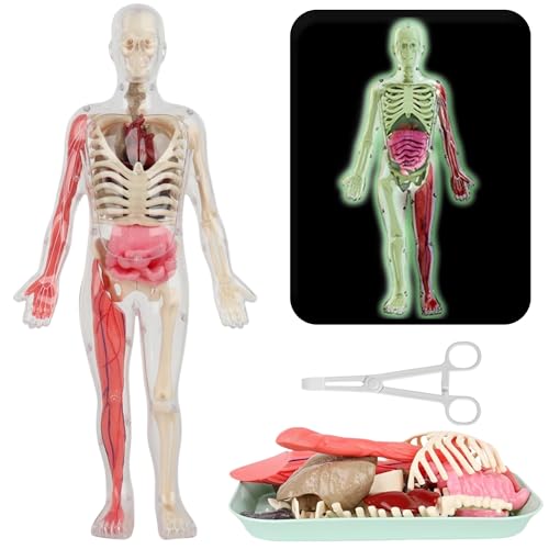 SUQ Wissenschaft kann menschliches Körpermodell für Kinder, menschliches Torso Anatomie Modell, abnehmbares menschliches Körper Wissenschaft Kit für Kinder Jungen Mädchen Alter 6+, Noctilucent DIY SUQ Wissenschaft kann menschliches Körpermodell für Kinder, menschliches Torso Anatomie Modell, abnehmbares menschliches Körper Wissenschaft Kit für Kinder Jungen Mädchen Alter 6+, Noctilucent DIY von SUQ