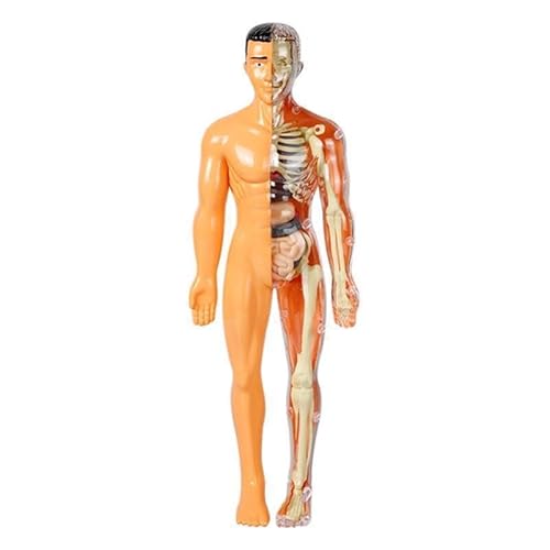 SUQ Wissenschaft kann menschliches Körpermodell für Kinder, menschliches Torso Anatomie Modell, abnehmbares menschliches Körper Wissenschaft Kit für Kinder Jungen Mädchen Alter 6+, Skelett SUQ Wissenschaft kann menschliches Körpermodell für Kinder, menschliches Torso Anatomie Modell, abnehmbares menschliches Körper Wissenschaft Kit für Kinder Jungen Mädchen Alter 6+, Skelett von SUQ