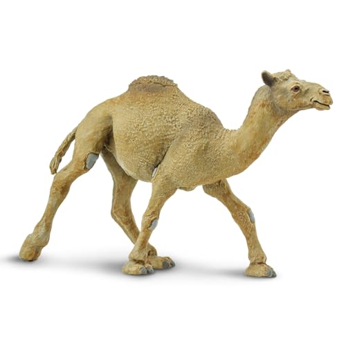 Safari 222429 – WSW Dromedar Camel La von Safari