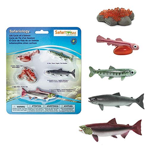 Safari Ltd. Lebenszyklus eines Lachses 43,9 cm | Enthält 5 Fischfiguren | Ungiftig und BPA-frei | Geeignet für Kinder ab 4 Jahren von Safari Ltd.