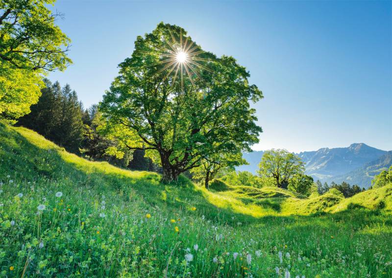 Schmidt Spiele Bergahorn in der Sonne - St. Gallen, Schweiz 1000 Teile Puzzle Schmidt-Spiele-59761 von Schmidt Spiele