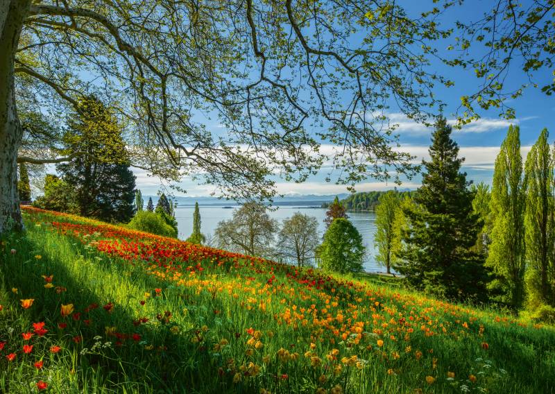 Schmidt Spiele Frühlingsallee zur Tulpenblüte - Insel Mainau 1000 Teile Puzzle Schmidt-Spiele-58967 von Schmidt Spiele