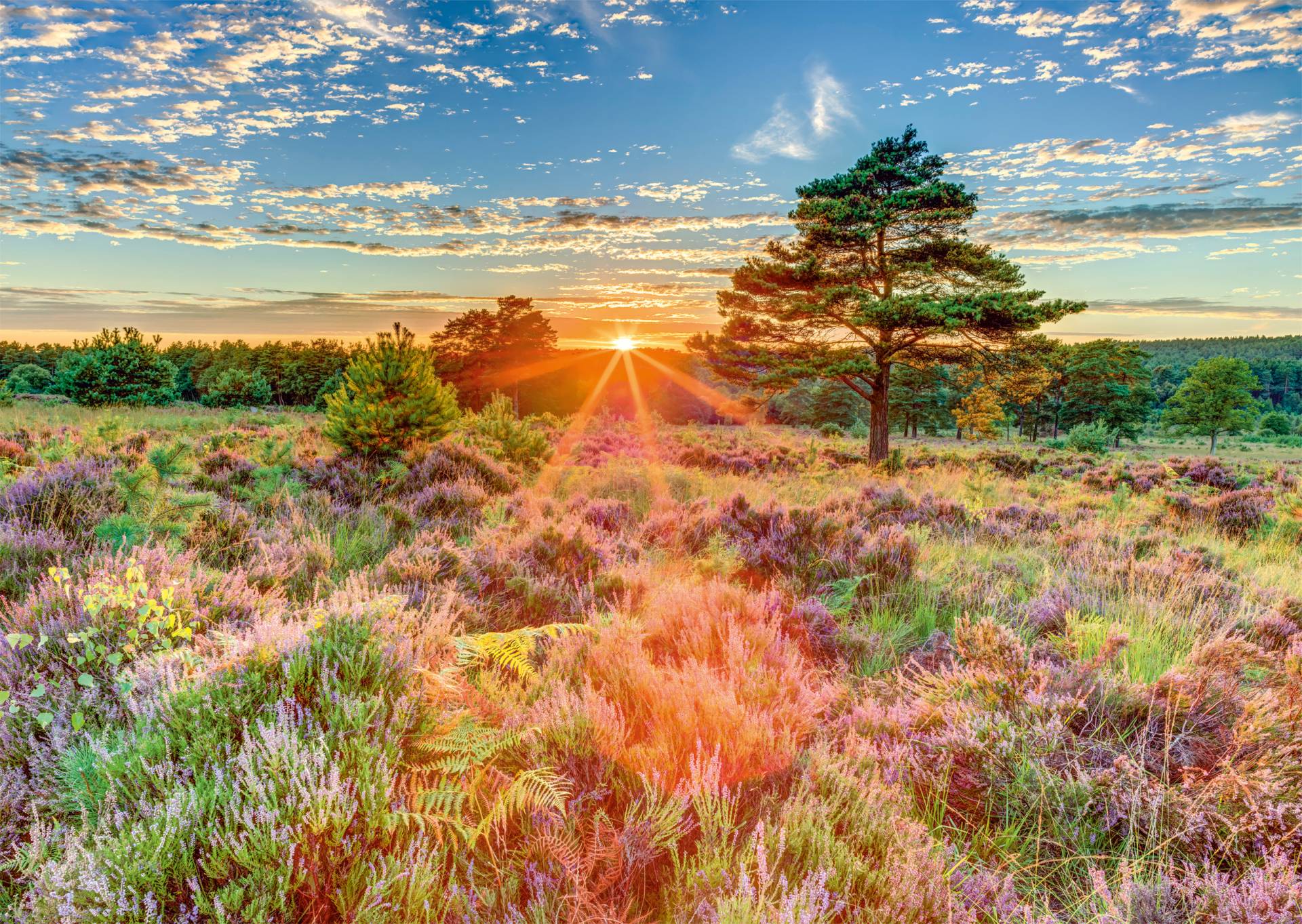 Schmidt Spiele Heide im Sonnenuntergang 1000 Teile Puzzle Schmidt-Spiele-59768 von Schmidt Spiele