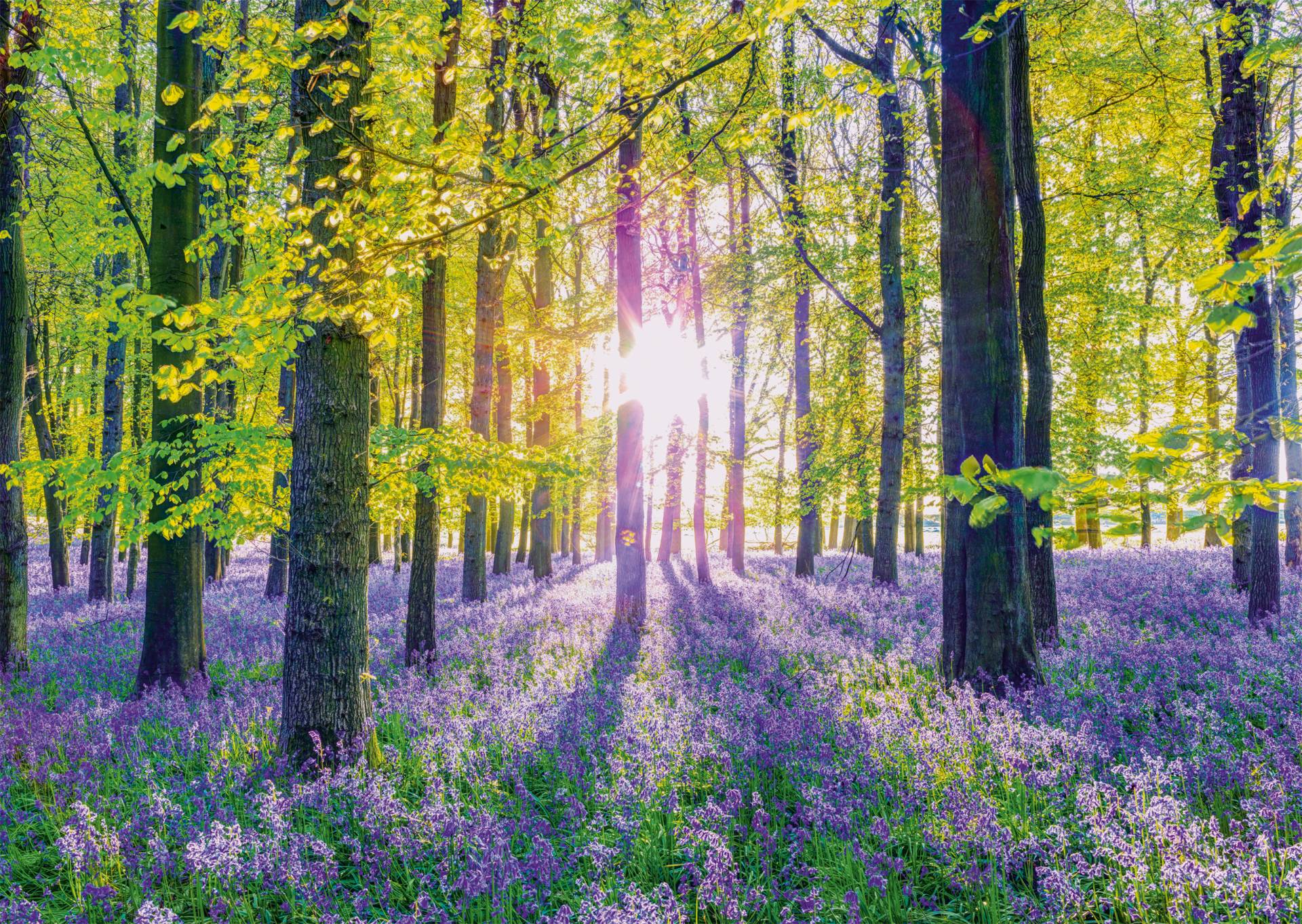 Schmidt Spiele Zarte Glockenblumen im Wald 1000 Teile Puzzle Schmidt-Spiele-59767 von Schmidt Spiele