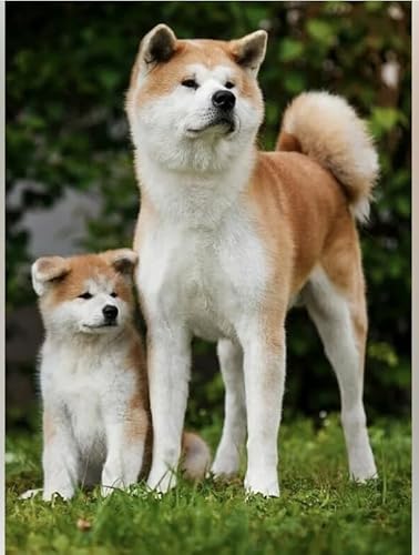 Schwagebo Akita Inu Das Holzpuzzle 1000 Teile Ersion Jigsaw Puzzle Für Erwachsene Kinder Lernspielzeug Gd233Ye von Schwagebo