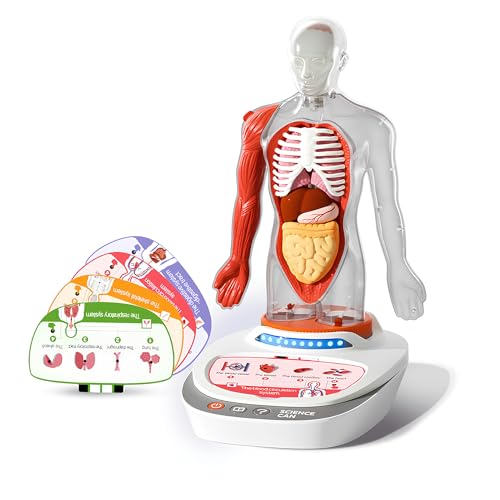 ScienceCan 3D-Modell vom menschlichen Körper - eine Wissensreise mit Quiz und Sound - ab 6 Jahre - 1600222022de0001 von Science Can