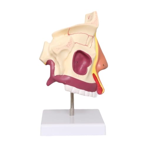 Sharplace Human Nasenhöhle Model Demonstrationsmodell Biologie Ausbildung Bildungsspielzeug Requisiten Unterricht für Bürospielzeugklasse Kinder von Sharplace