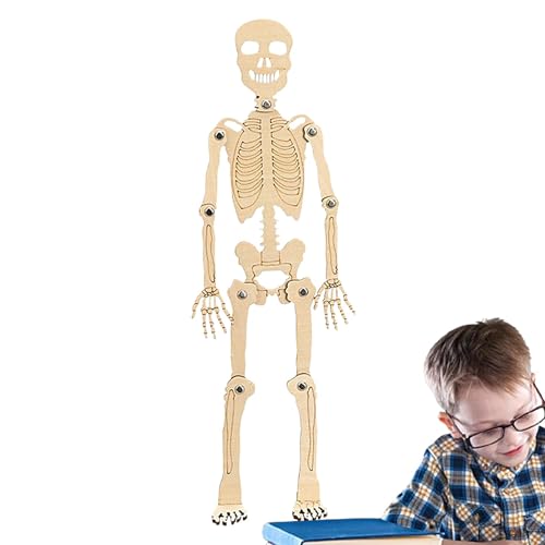 Shichangda Menschliches Skelettmodell, Skelett-Actionfigur, Winziges menschliches Körpermodell, Anatomie-Lernwerkzeuge, kleine Anatomie des menschlichen Körpers, abnehmbares Strukturskelett für Kinder von Shichangda