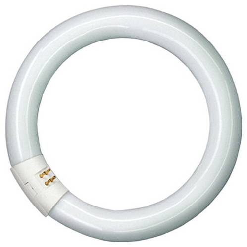 Signify Leuchtstofflampe EEK: G (A - G) G10q 22.2W Neutralweiß Ringform 1St. von Signify