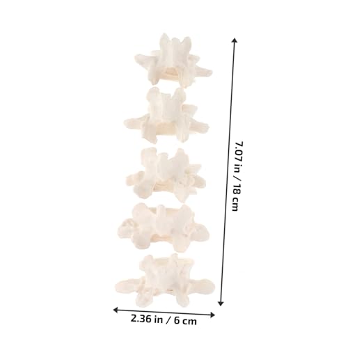 Sosoport Anatomie Modell der Menschlichen Lendenwirbelsäule Abnehmbare Lumbar Wirbel Anschauliches Lehrmittel für Medizinische Ausbildung und Klinik Detailliertes Wirbelsäulen Sosoport Anatomie Modell der Menschlichen Lendenwirbelsäule Abnehmbare Lumbar Wirbel Anschauliches Lehrmittel für Medizinische Ausbildung und Klinik Detailliertes Wirbelsäulen von Sosoport