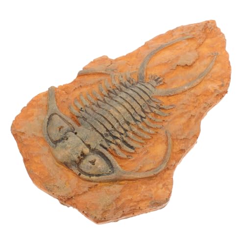 Sosoport Paleontologische Insekten dekoration Ornament Leicht Tragbar für Unterricht Sammlung und Raumgestaltung Geeignet Sosoport Paleontologische Insekten dekoration Ornament Leicht Tragbar für Unterricht Sammlung und Raumgestaltung Geeignet von Sosoport