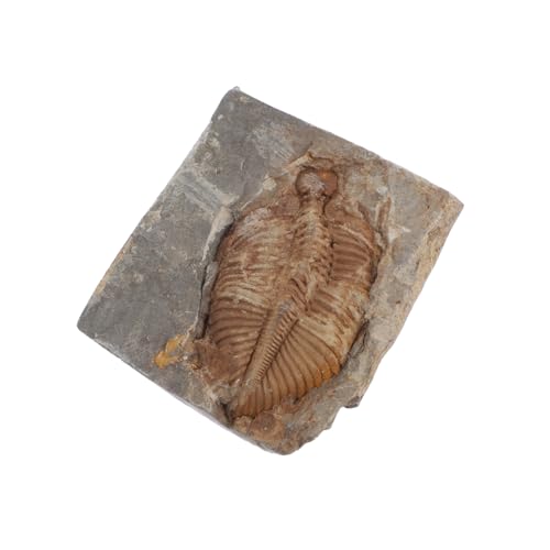 Sosoport Trilobiten Fossilstein als Lehr Sammlerstück Original Versteinert Robustes Fossilienexemplar für Bildung und Dekoration zu Hause Büro Labor für Sammler Sosoport Trilobiten Fossilstein als Lehr Sammlerstück Original Versteinert Robustes Fossilienexemplar für Bildung und Dekoration zu Hause Büro Labor für Sammler von Sosoport