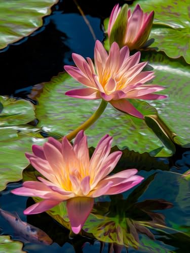 Springbok 's Wasserlilien Puzzle für Erwachsene, 500 Teile, mit einer atemberaubenden Seerose, Foto von Fotograf Craig Roderick, hergestellt in den USA von Springbok