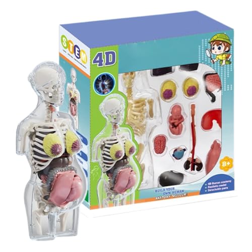 Anatomie Modell Für Kinder - Interaktives Schwangerschafts-Set,Realistisches Anatomie-Set Mit Abnehmbaren Teilen, Bewegliches Anatomiemodell, Lernspielzeug Für Schüler, Kinder & Klassenzimmer Anatomie Modell Für Kinder - Interaktives Schwangerschafts-Set,Realistisches Anatomie-Set Mit Abnehmbaren Teilen, Bewegliches Anatomiemodell, Lernspielzeug Für Schüler, Kinder & Klassenzimmer von Stibtmr