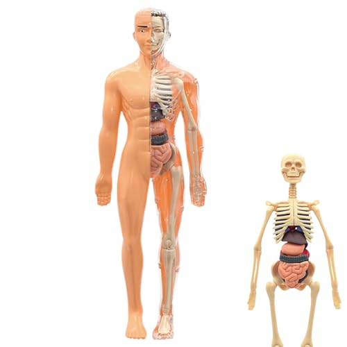 Stronrive Anatomie Modell Menschlicher Körper 3D | Anatomie Lernmodell,Bausatz Spielzeug Für Mädchen Ab 6 Jahre Schüler Lehrer Schule Unterricht Zuhause Homeschooling Kunststudio Stronrive Anatomie Modell Menschlicher Körper 3D | Anatomie Lernmodell,Bausatz Spielzeug Für Mädchen Ab 6 Jahre Schüler Lehrer Schule Unterricht Zuhause Homeschooling Kunststudio von Stronrive