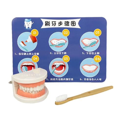 Teeth Care Model, DentalTeaching Model, Child Brushing Model, Kids DentalCare, Patient DentalModel, Educational Teeth Model Multi-Use Functionality for Teaching, Kids, Patient, Studying, Displaying von Sulxyi