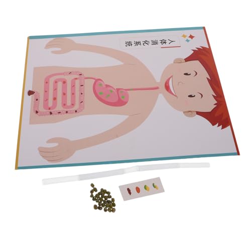 SUPVOX 4 Sätze DIY Digestive System Modell für Interaktives Lernspielzeug zur Frühen Wissenschaftsentwicklung Pädagogisches Bastelset für Schule und Eltern-Junge Mädchen-aktivitäten SUPVOX 4 Sätze DIY Digestive System Modell für Interaktives Lernspielzeug zur Frühen Wissenschaftsentwicklung Pädagogisches Bastelset für Schule und Eltern-Junge Mädchen-aktivitäten von Supvox