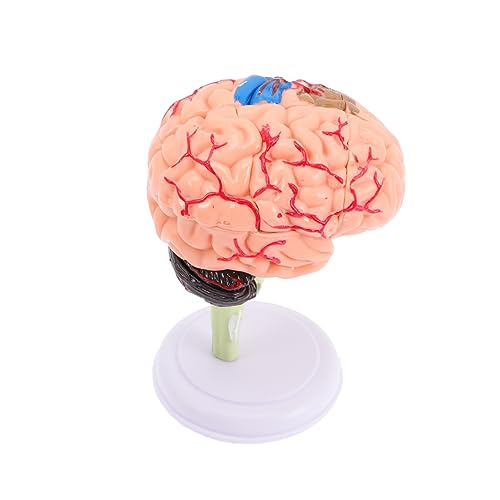 Supvox Gehirnmodell 4D für Kinder Anatomiemodell für Medizinische Ausbildung Lehrmodell des Menschlichen Gehirns und Neuroanatomie für und Medizinische Einrichtungen Supvox Gehirnmodell 4D für Kinder Anatomiemodell für Medizinische Ausbildung Lehrmodell des Menschlichen Gehirns und Neuroanatomie für und Medizinische Einrichtungen von Supvox
