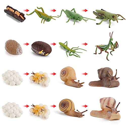 Lebenszyklus eines Gottesanbeterin Heuschrecke Schnecken,Lebenszyklusphasen Simulation Tiermodell,Life Cycle of a Schnecken Figuren 4 Stufen, Insekt Tiere Pädagogisches Lernspielzeug Kinder Spielzeug von Surakey