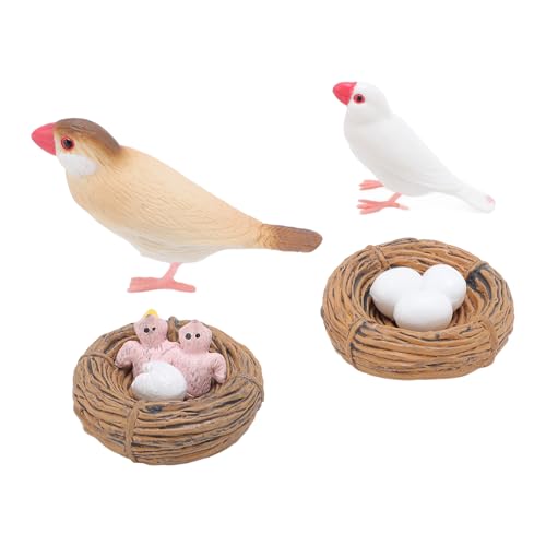 Syrisora 4 PCs Finch Bird Life Cycle Figuren, Realistische Bildungszyklus -Spielzeug für, PVC -Vogelfiguren mit Visuellen und Taktilen Erfahrungen, Geeignet für die Frühe Bildung von Syrisora