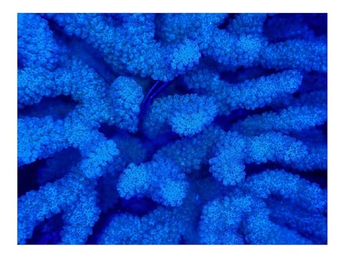 Puzzle 500 Teile,Klassisches Lernspiel-Korallen,blau,Unterwasser 52x38cm Puzzle 500 Teile,Klassisches Lernspiel-Korallen,blau,Unterwasser 52x38cm von THISIT