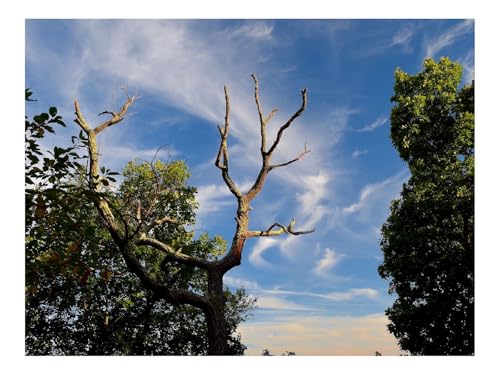 Puzzles 500 Teile Puzzle Impossible Geschicklichkeitsspiel-Bäume,Gras,Himmel,Wolken 52x38cm Puzzles 500 Teile Puzzle Impossible Geschicklichkeitsspiel-Bäume,Gras,Himmel,Wolken 52x38cm von THISIT