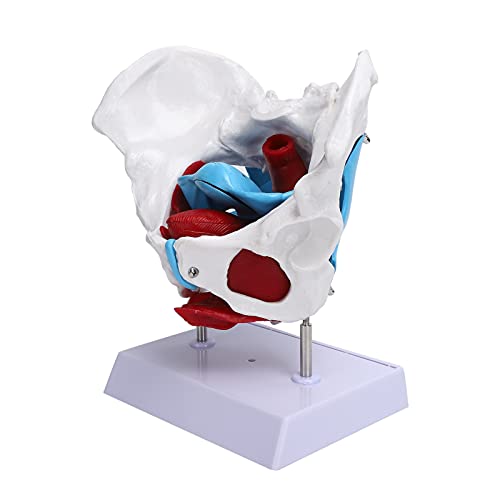TIKATARER Beckenmodell, Professionelle Weibliche Beckenmuskelmodelle für das Anatomie -Krankenhausbecken -Bodenmuskelmodell für das Unterrichten von Lernen TIKATARER Beckenmodell, Professionelle Weibliche Beckenmuskelmodelle für das Anatomie -Krankenhausbecken -Bodenmuskelmodell für das Unterrichten von Lernen von TIKATARER