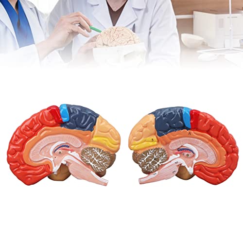 TIKATARER Gehirnmodell, Anatomisches Modell des Menschlichen Gehirns von TIKATARER