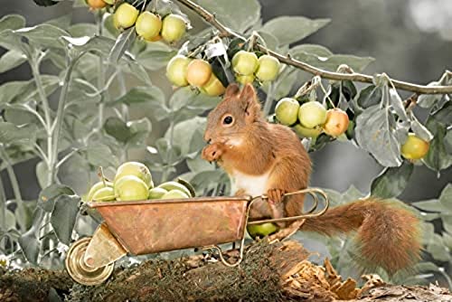 1000 Piece Jigsaw Squirrel Harvesting Wild Fruit Puzzles for Adults Teenagers Jigsaw，Jigsaw for Kid，Kids Educational Game Toys Home Travel38*26cm von TNTEVX