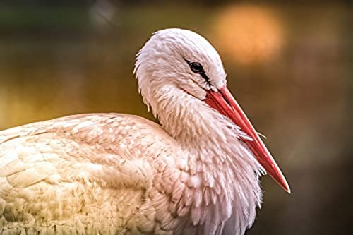 1000-teiliges Puzzle „Weißstorch 1“ für Erwachsene und Teenager, Puzzle für Kinder, perfekt als Lernspiel und Unterhaltungsgeschenk für Kinder. 38 x 52 cm von TNTEVX