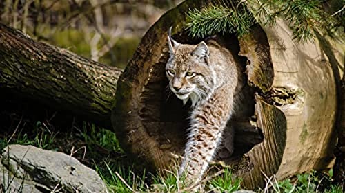 1000-teiliges Puzzle für Erwachsene, „Out of Tree Hole“, Denksport-Puzzle für Kinder, Lernspiele, perfekt für Kinder, Lernspiel, Unterhaltungsgeschenk. 50 x 70 cm von TNTEVX