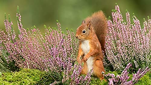 1000-teiliges Puzzle für Erwachsene, Eichhörnchen unter Blumen 1, anspruchsvolle Puzzlespiele für Erwachsene, perfekt für Kinder, Lernspiel, Unterhaltungsgeschenk. 38 x 52 cm von TNTEVX