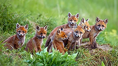 1000-teiliges Puzzle für Erwachsene, Little Fox, Denksport-Puzzle für Kinder, Lernspiele, Denksport-Puzzle für Kinder, Lernspiele, Geschenk, 38 x 52 cm von TNTEVX