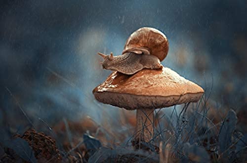 1000-teiliges Puzzle für Erwachsene, Schnecke auf Pilz an einem regnerischen Tag, Gehirn-Challenge-Puzzle für Kinder, Lernspiele, Kinder-Lernspiel, Spielzeug für zu Hause und unterwegs, 38 x 52 cm von TNTEVX