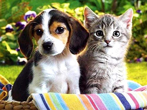 1000-teiliges Puzzle für Erwachsene, Tierserie, süßes Katzen- und Hunde-Familienpuzzleset, Puzzlespiele zur Gehirnherausforderung für Kinder, geistige Eltern-Kind-Erziehung, 50 x 70 cm von TNTEVX