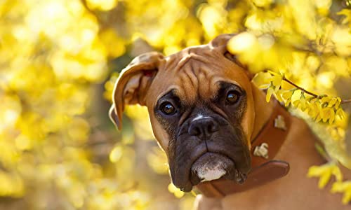 1000-teiliges Puzzle für Erwachsene/Boxerhund 1/Gehirn-Herausforderungspuzzle für Kinder, Lernspiele, zum Geburtstag/Thanksgiving, 50 x 70 cm von TNTEVX