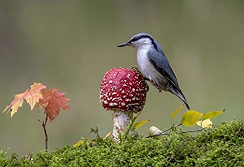 1000-teiliges Puzzle für Erwachsene „Vogel auf rotem Pilz“, Denksport-Puzzle für Kinder, Lernspiele, perfekt als Lernspiel für Kinder, Unterhaltungsgeschenk. 50 x 70 cm von TNTEVX