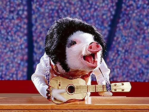 1000-teiliges Puzzle für Erwachsene und Kinder, „Piggy Guitarist“, anspruchsvolle Puzzlespiele für Erwachsene, perfekt für Kinder, Lernspiel, Unterhaltungsgeschenk. 50 x 70 cm von TNTEVX