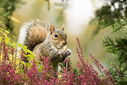 2000-teiliges Puzzle „Eichhörnchen isst Pinienkerne“, Puzzle für Erwachsene und Teenager, Puzzle für Kinder, empfohlen für Erwachsene und Kinder zur Interaktion, DIY-Spielgeschenk, 70 x 100 cm von TNTEVX