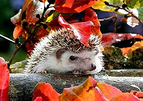 2000-teiliges Puzzle „Igel unter roten Blättern“, Puzzle für Erwachsene und Teenager, Puzzle für Kinder, zum Geburtstag, Erntedankfest, 70 x 100 cm von TNTEVX