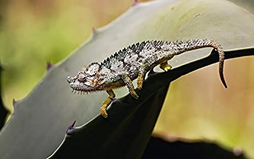 2000-teiliges Puzzle „Proud Chameleon“ für Erwachsene, Teenager, Puzzle für Kinder, Denksport-Puzzle für Kinder, Lernspiele, Geschenk, 70 x 100 cm von TNTEVX