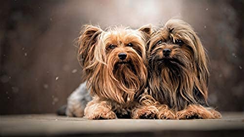 2000-teiliges Puzzle für Erwachsene, Yorkshire Terrier, Denksport-Puzzle für Kinder, Lernspiele, Kinder-Lernspiel, Spielzeug für zu Hause und unterwegs, 70 x 100 cm von TNTEVX