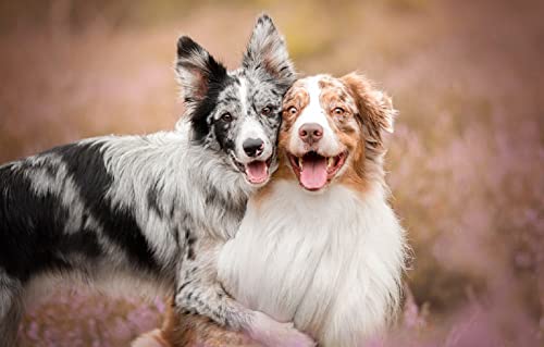 3D Puzzle 1000 Pieces Two Australian Shepherd Dogs Decoration painting38x26CM von TNTEVX